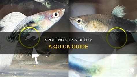 Spotting Guppy Sexes A Quick Guide PetShun