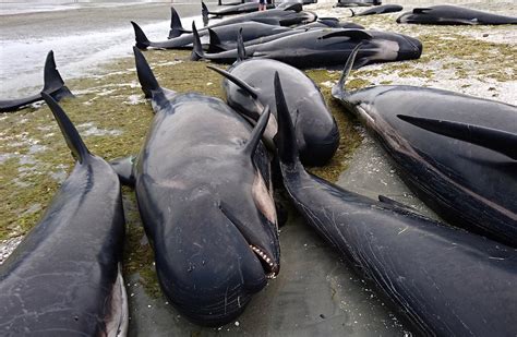 Le Foto Degli Oltre 400 Cetacei Spiaggiati In Nuova Zelanda Il Post