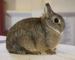 Netherland Dwarf Breed Information - Super Star Bunnies