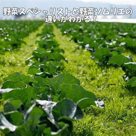 野菜スペシャリストと野菜ソムリエの違いは？仕事に活かせるのはどっち？ 資格広場