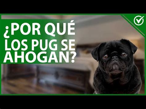 Por qué los Perros Pug se Ahogan y Cómo Ayudarles Perros