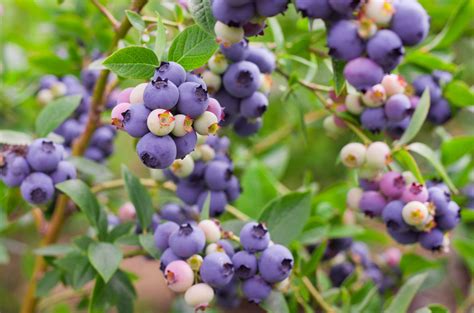 Vaccinium Peach Sorbet™ Blueberry Hello Hello Plants