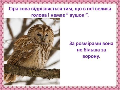 Презентація "Чарівний совиний світ"