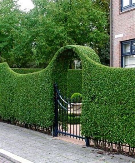 Wonderful Ideas To Make Fence With Evergreen Plants Landscaping