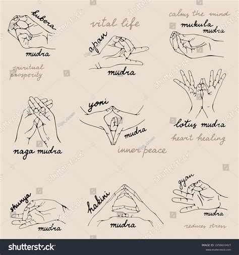 Healing Hand Mudras Collection Vector Stock Vector (Royalty Free ...