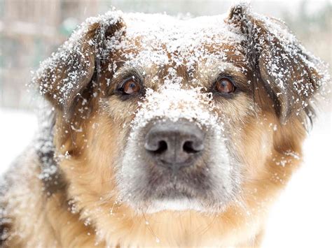 24 Images Of Dogs Enjoying A Snow Day