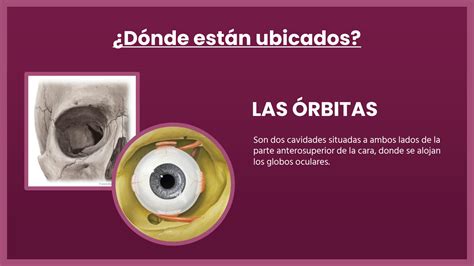 SOLUTION Anatomia Del Ojo Oftalmolog A Ucacue Studypool