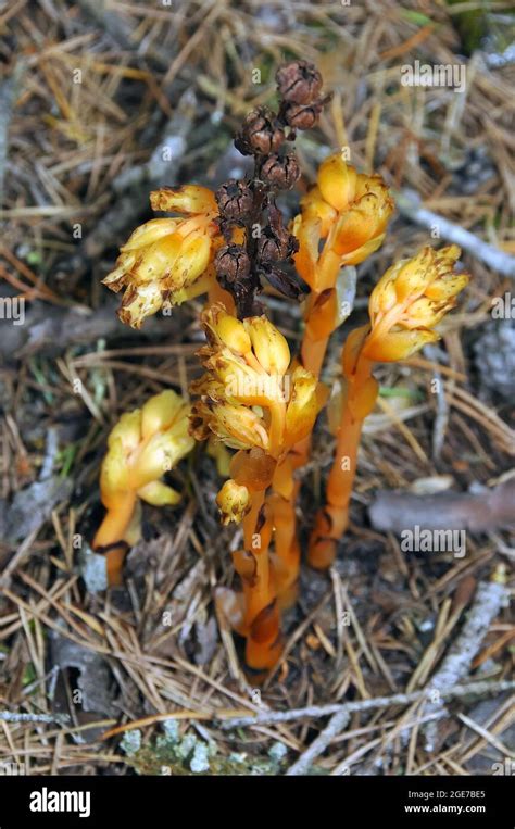 Dutchman S Pipe False Beech Drops Pinesap Or Yellow Bird S Nest Fichtenspargel Monotropa