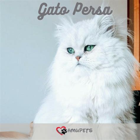 Persa é uma raça de gato doméstico originária do Irã antiga Pérsia É