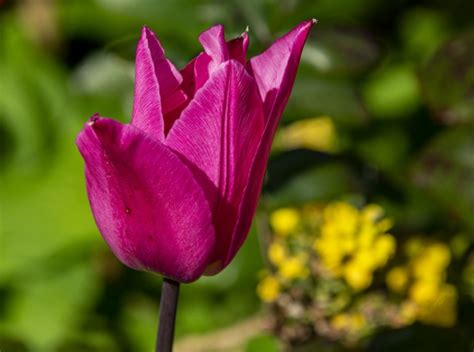 Pink Tulip Free Stock Photo Public Domain Pictures