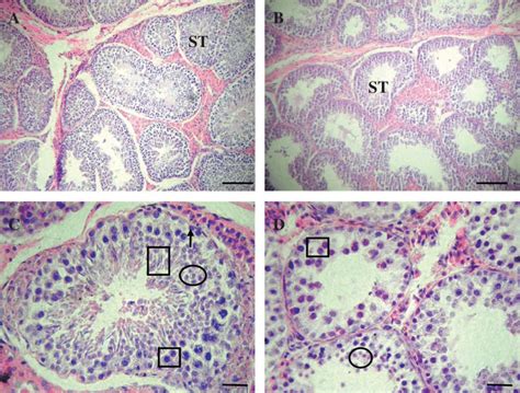 Histological Observation Of Testis Tissue By Hande Staining A And B