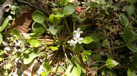 Pink Purslane Identification Distribution Edibility Galloway Wild