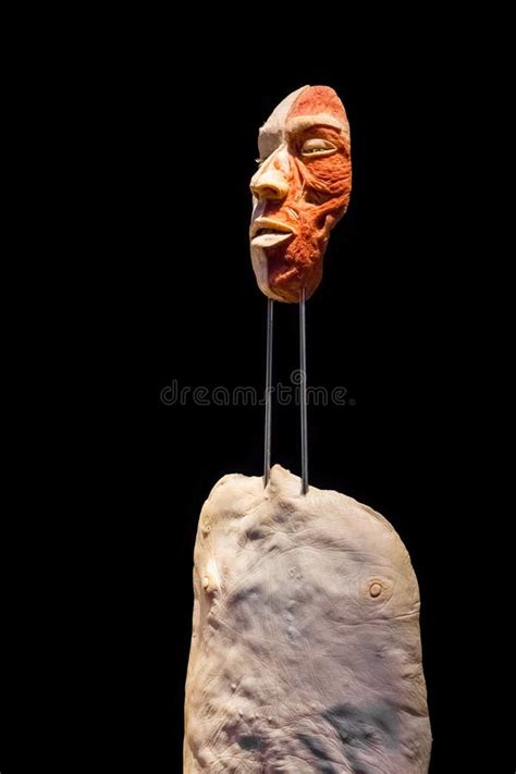 Famous Anatomy Exhibition Body Worlds Editorial Photography Image Of