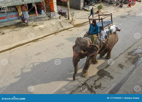 Hombre Montando Un Elefante En La Calle Principal De Sauraha En Nepal Imagen De Archivo