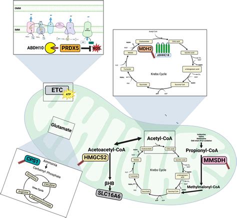 Frontiers Post Translational Palmitoylation Of Metabolic Proteins