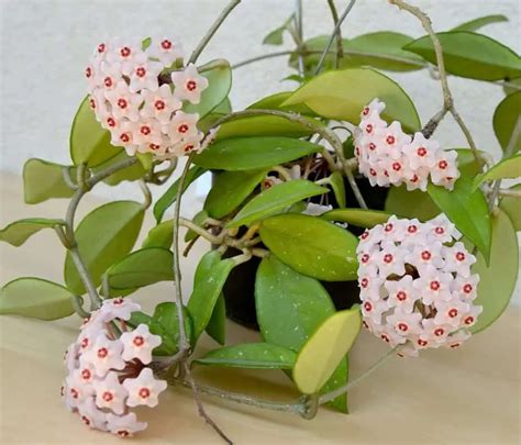 Hoya Plant Care & Growing Guide