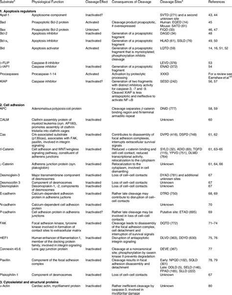 List of known caspase substrates | Download Table