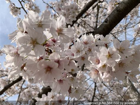 青空に映える満開の桜の写真・画像素材 5641532 Snapmart（スナップマート）