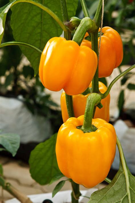 When To Pick Bell Peppers For Peak Ripeness Grow Hot Peppers