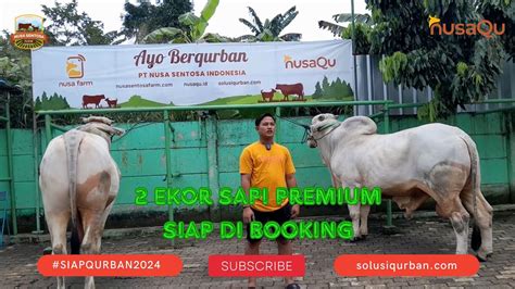 Sapi Po Jumbo Siap Qurban Siap Qurban Nusaqu Indonesia Youtube