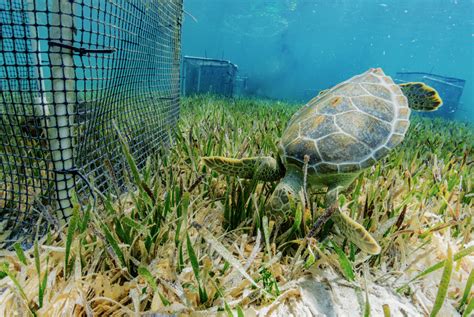 Sea Turtles In A Landscape Of Fear Wur