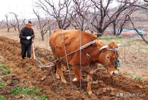 牛價那麼高，為什麼養牛的農民越來越少？4大原因非常現實 每日頭條