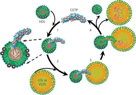 Cholesteryl ester - Alchetron, The Free Social Encyclopedia 