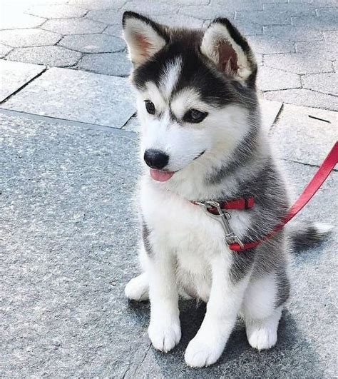 10 hình ảnh cute dog husky đáng yêu nhất và được yêu thích nhất