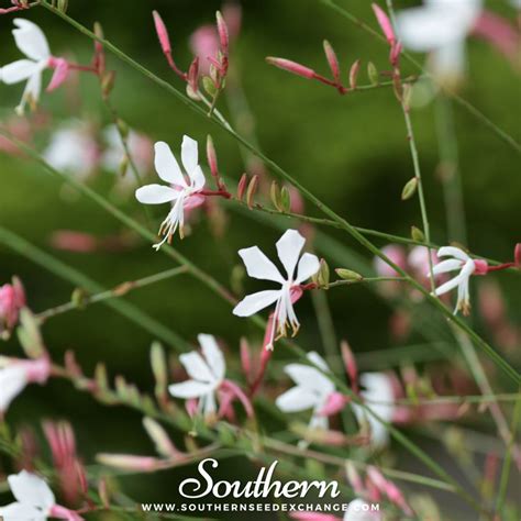 Gaura (Gaura lindheimeri) Seeds - Southern Seed Exchange | Plante ombre ...