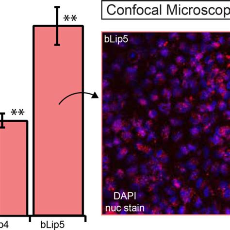 In Vitro Uptake Of Blips Measured By Confocal Microscopy A Flow