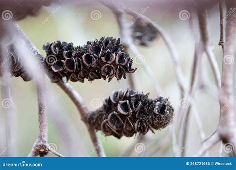 Open Banksia Seed Pod Stock Image Image Of Open Renewable 268721685