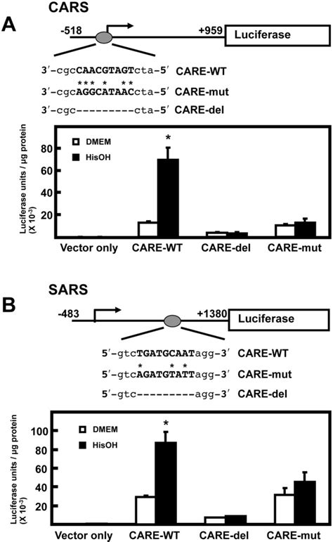 The C Ebp Atf Response Element Care Location Reveals Two Distinct