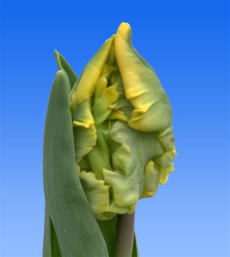 Tulp Goldrace Borst Bloembollen