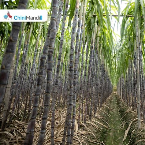 Brazil Sugarcane Processing Ethanol Production Lowers In Early