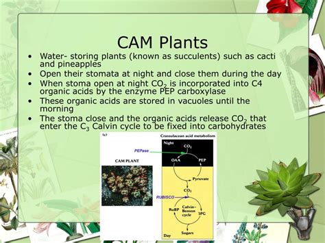 PPT - Photorespiration PowerPoint Presentation, free download - ID:6908092