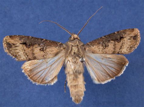 Common Cutworm Pests Of Bhutan