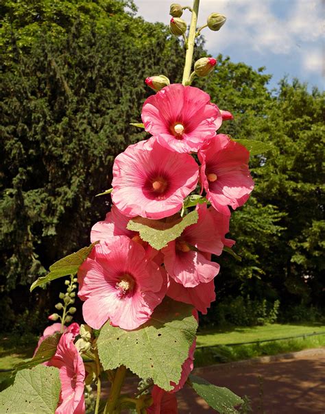 Alcea Hollyhock A To Z Flowers