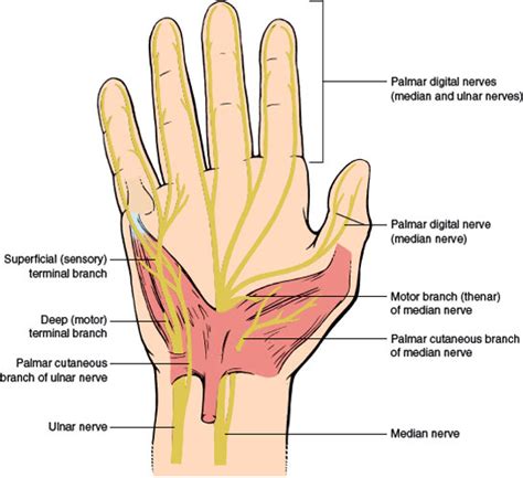 Median Sensory Nerve Fibers