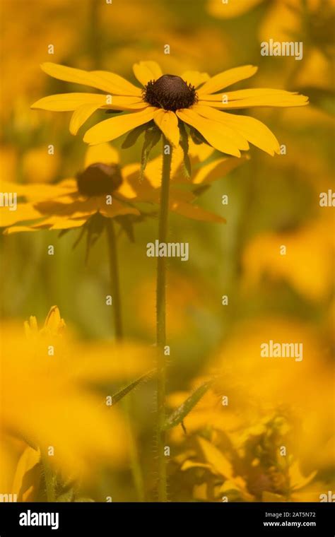 Black Eyed Susan Stock Photo Alamy