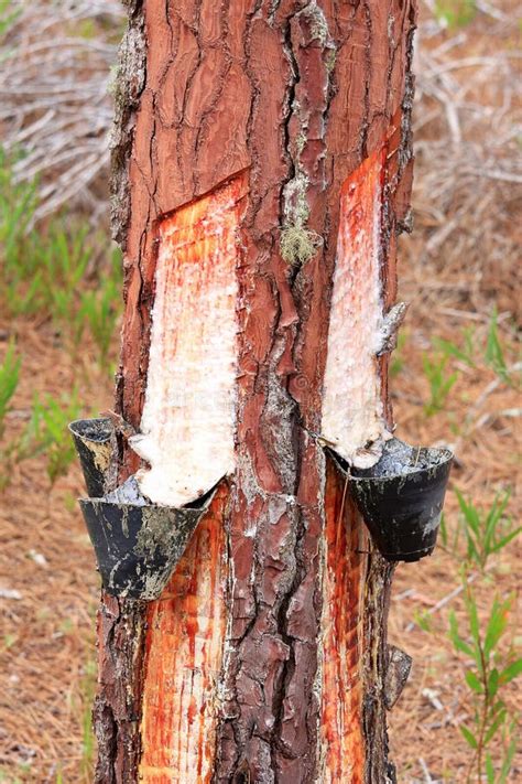 Resin Extraction Of Pine Tree In Portugal Stock Photo Image Of Catch