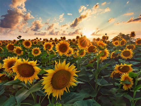 10 Places For The Best Sunflower Field In California Days Out On The Farm