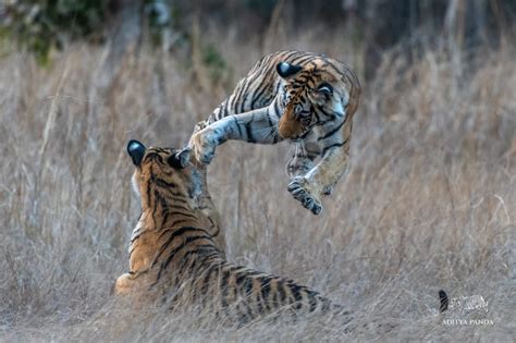 Year of the Tiger: Guide Photos from a Grand India Wildlife Adventure ...