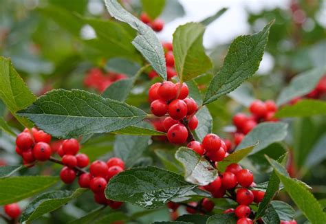 Winterberry Berry Heavy | Arborista - Arborista