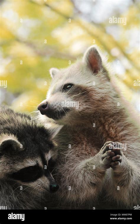 Raccoons Hi Res Stock Photography And Images Alamy