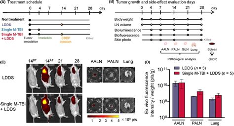 Experimental Schedule For Tbi And Ldds With Cisplatin And Flow Dynamics