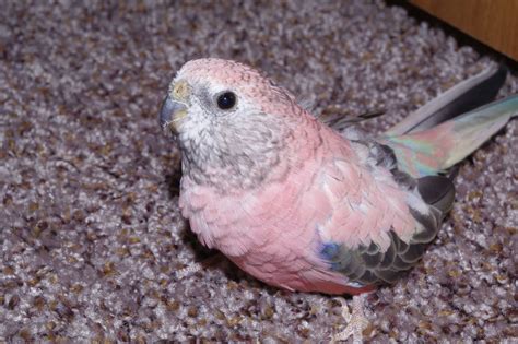 Parakeet Pics