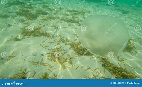 Jellyfish In Jamaica Stock Photo Image Of Seabird Surface 133650074