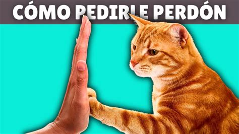 Aprende A Disculparte Con Tu Gato Los Pasos Para Ganarte Su Cari O De