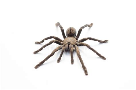 Tarantula Da Aranha Imagem De Stock Imagem De Rastejar 148585619