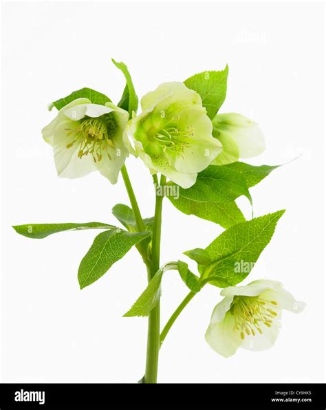 Helleborus Orientalis Flowering Hellebore Orientalis Spring Cut Out